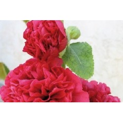 Alcea Rosea Rge C0.65L