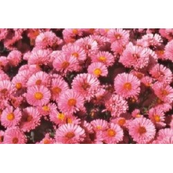 Aster haut d automne rose...