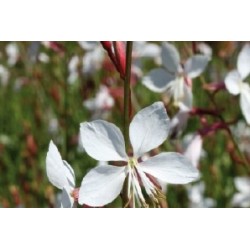Gaura Blc C0.65L