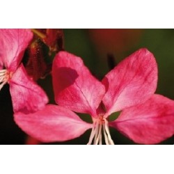 Gaura Rge C0.65L