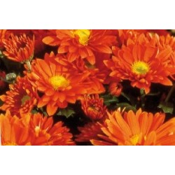 Chrysantheme vivace orange...