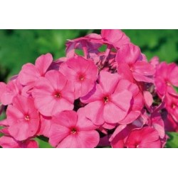 Phlox paniculata rge c0.65l