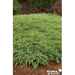 Juniperus Conferta Slager...