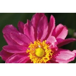 Anemone Japon Pamina C0.65L