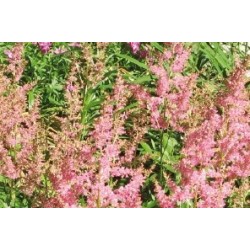 Astilbe naine rose c0.65l