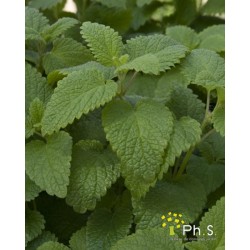 Melisse Citronnelle C0.75L