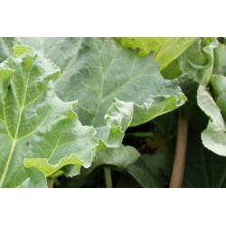 Rhubarbe Des Jardins C0.75L