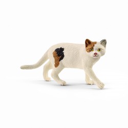 Chat American Shorthair...