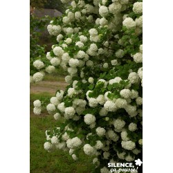 Viburnum Opulus Roseum Vt...