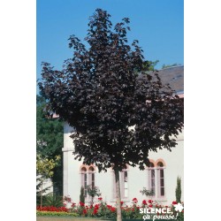 Acer Platanoides Crimson...