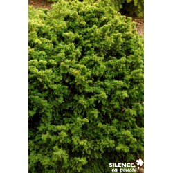 Cryptomeria Japonica...
