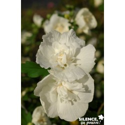 Hibiscus Syriacus White...
