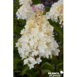 Hydrangea Paniculata Silver...