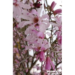 Magnolia Loebneri Leonard...