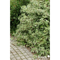 Cornus Alba Elegantissima...