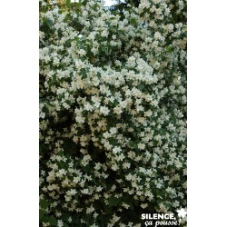 Philadelphus Coronarius...