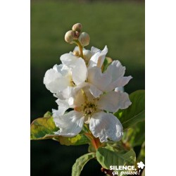 Exochorda Serratifolia Snow...