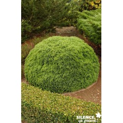 Thuja Occidentalis Danica...