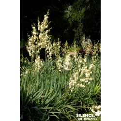 Yucca Filamentosa Sol-C10L