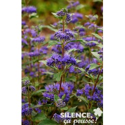 Caryopteris Clandonensis...