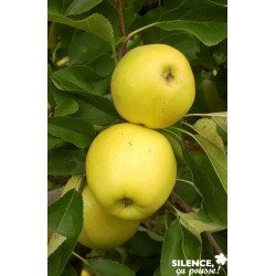 Pommier Golden Delicious...