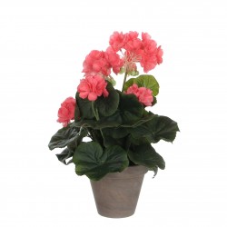 Géranium En Pot Stan Gris...