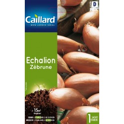 Graines Echalion Zebrune...