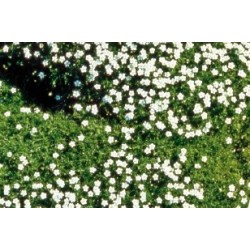 Sagina C0.65L