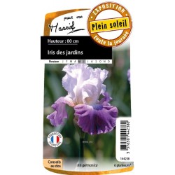 Iris Des Jardins...