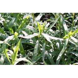 Estragon C0.75L