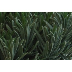 Lavandula Vraie C0.75L