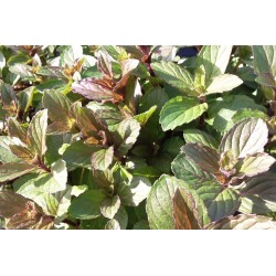 Menthe Poivree C0.75L