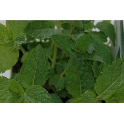 Menthe Verte C0.75L