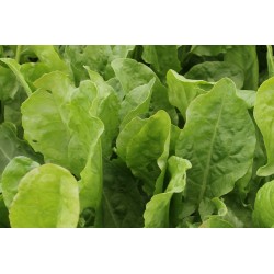 Oseille Commune Verte C0.75L