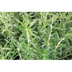 Romarin C0.75L