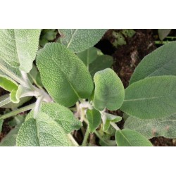 Sauge Officinale C0.75L