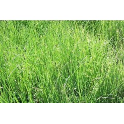 Ciboulette c1l