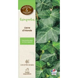 HEDERA hibernica PALIS...