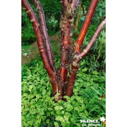 Prunus Serrulata Amber...