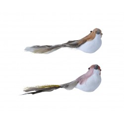 oiseau sur clip mousse...