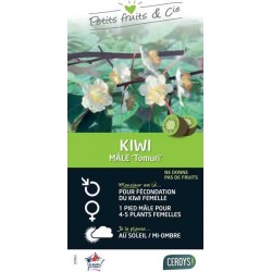 KIWI male 'Tomuri' TUT...
