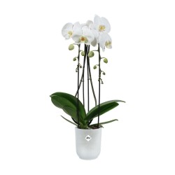 Pot Vibes fold orchidée...