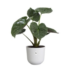 Pot jazz rond Ø23 blanc...