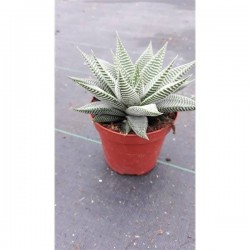 Haworthia limifolia spider...