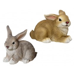 Lapin De Garenne En...