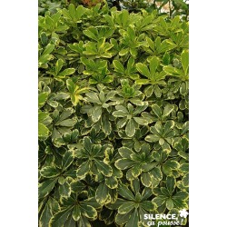 Pittosporum...