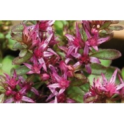 Sedum Spurium B6G8