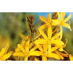 Asphodeline lutea c0.65l