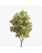 Fruitiers - Petits Fruits