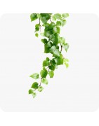 Plantes grimpantes